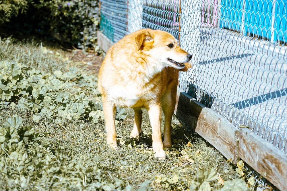 FOKSIK - śliczny, starszy piesek