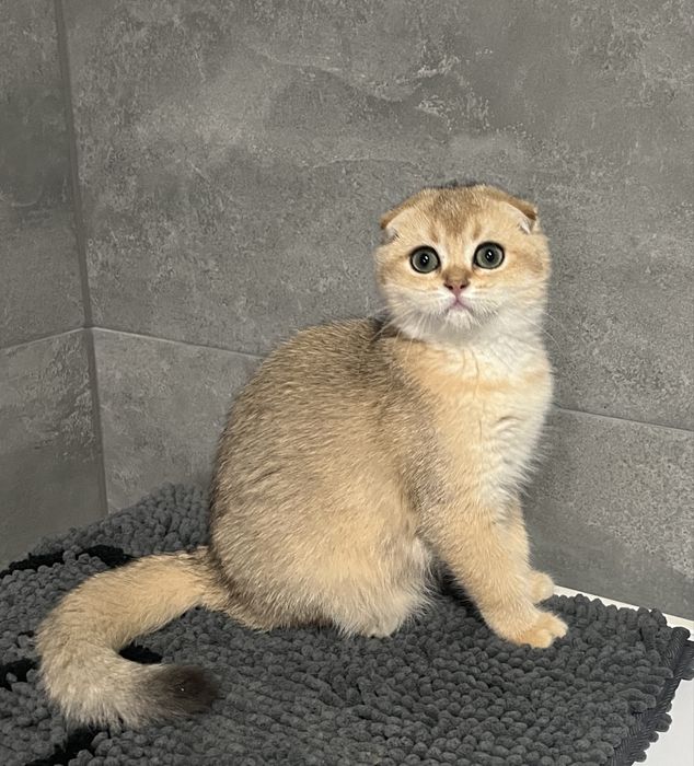 Красотка в золотій шиншиловій шубці