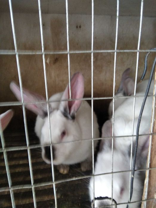 Кролики для розведення
