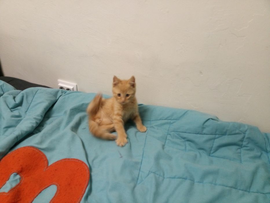 Dou gartinho macho em boas mãos