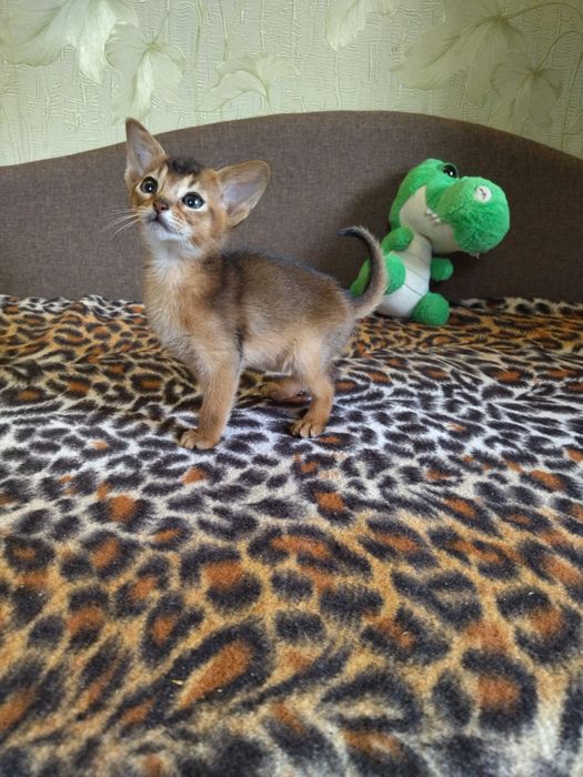 Абіссинські кошенята дівчатка та хлопчики з документами в пошуках роди