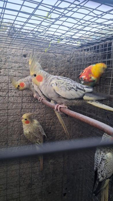 Caturras novas   pérola