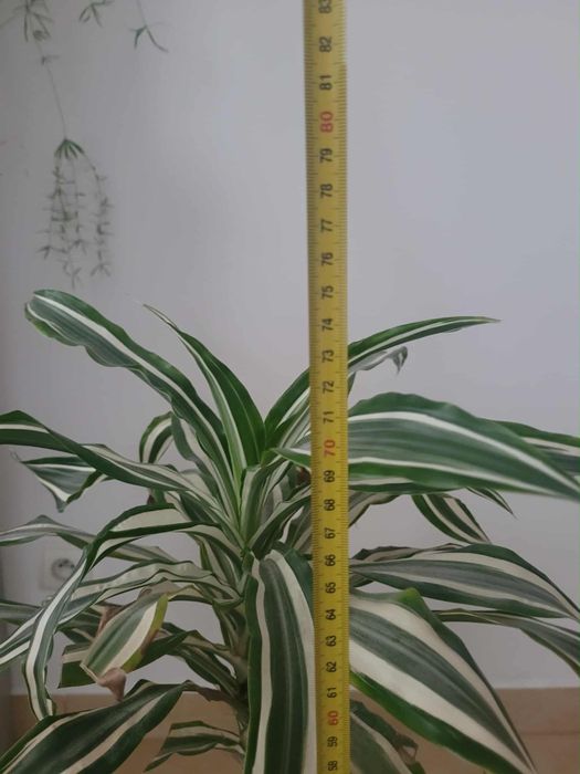 Kwiat domowy Dracena dwukolorowy