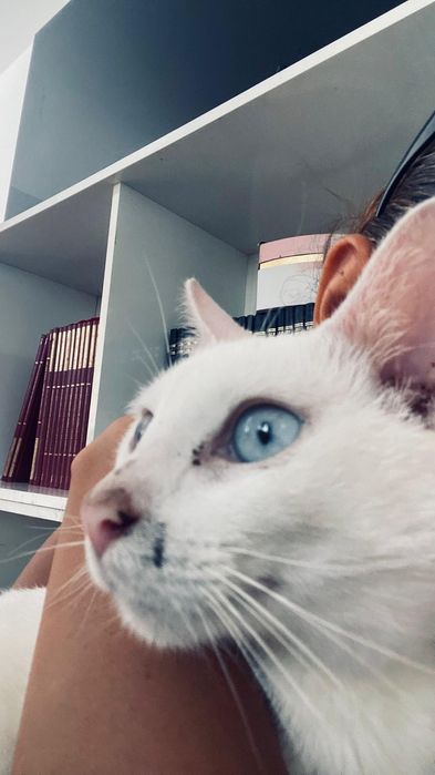 Gatinha para adopção