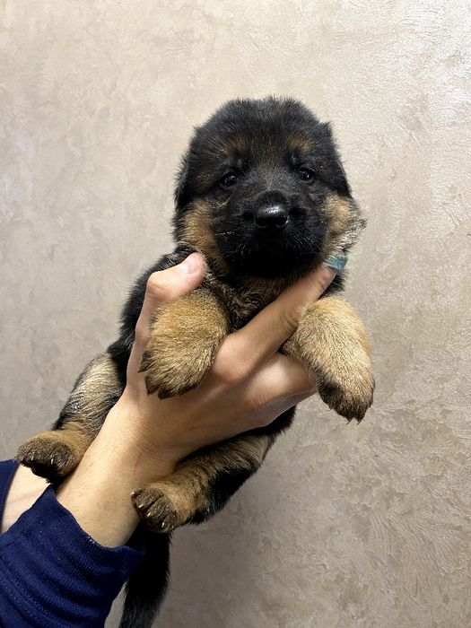 Топові цуценята німецької вівчарки