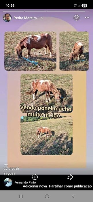 Vendo pónei macho enteiro muito meigo