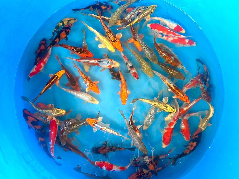 Karpie koi import 2026 Świecie