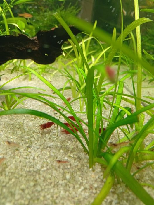 Neocaridinas Red Cherry Juvenis – Boa Qualidade