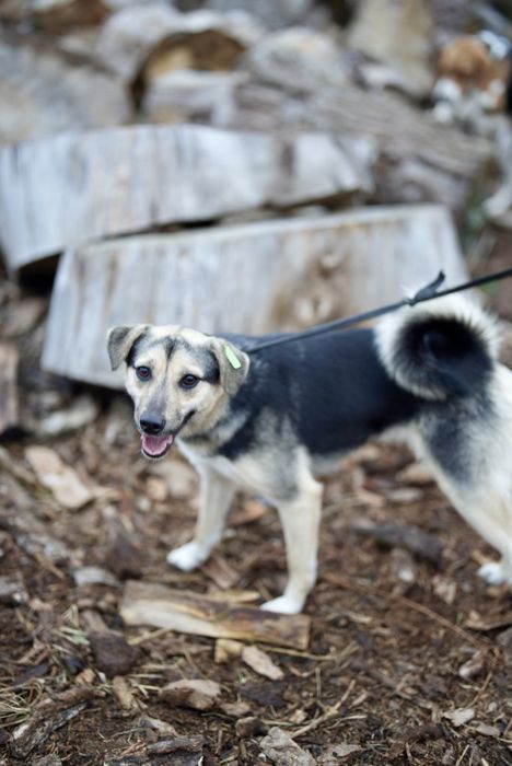 Дуже ніжна молода собачка