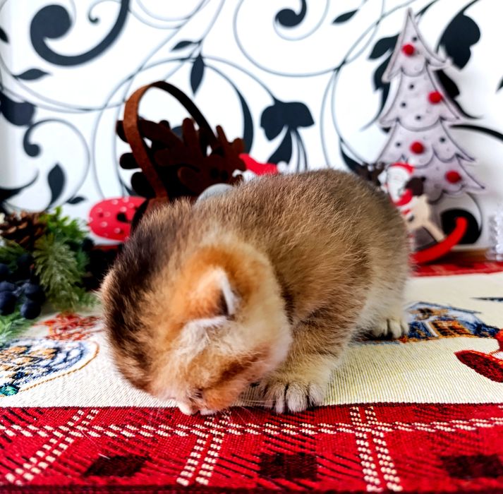 Продається Дівчинка Золота Шиншила