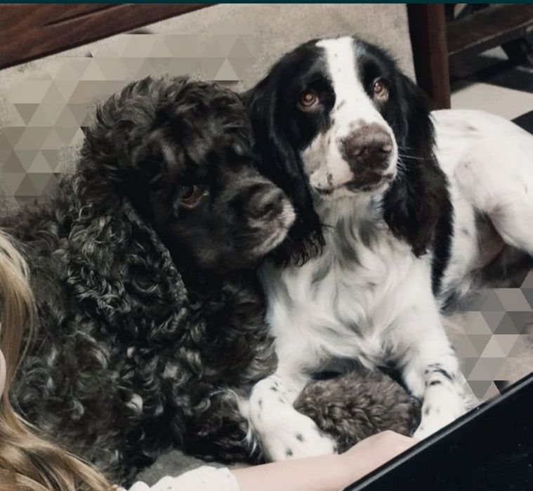 Передержка домашняя зоогостинница для животных.Недорого!