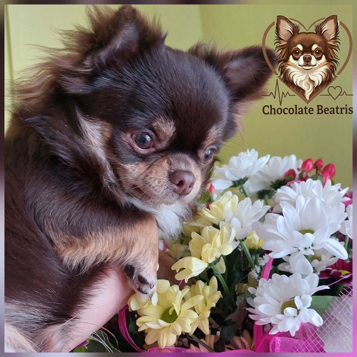 Reproduktor сhihuahua długowłosy czekoladowy . Inseminacja 1000zł.