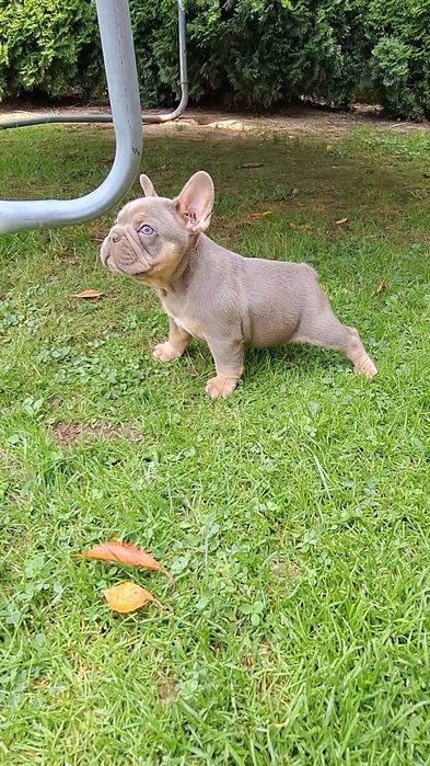 Isabella tan Buldog francuski