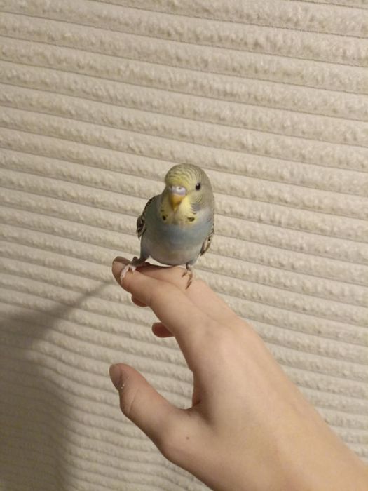 Papuga Falista młoda