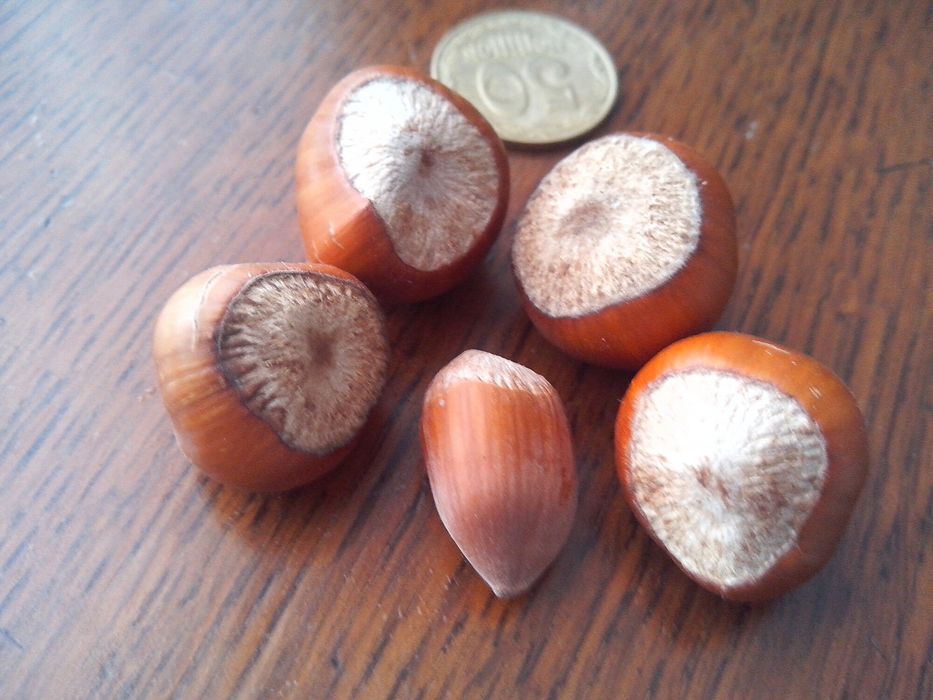 актинідія жимолость гумі фундук