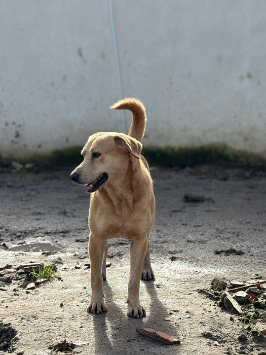 Cao para adoçao(Boris)