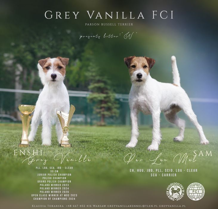 Suczka Parson Russell Terrier - ZKwP