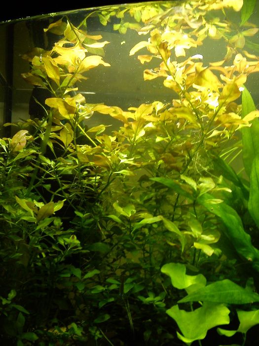 Ludwigia Repens - rośliny akwariowe