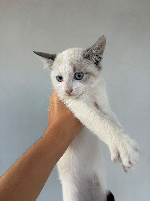 Dou gatinha de 2 meses