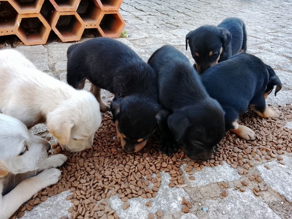 Cachorrinhos para adoção