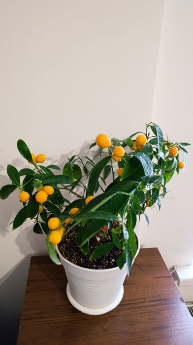 Мандарин Міні/ Кумкват Цитрус висота  42  см. Кімнатна рослина.