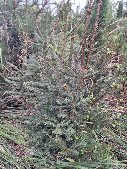 Thuja kolumnowa żywopłot