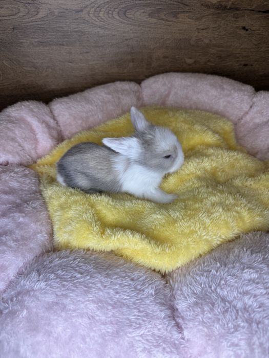 Królik Mini Lop