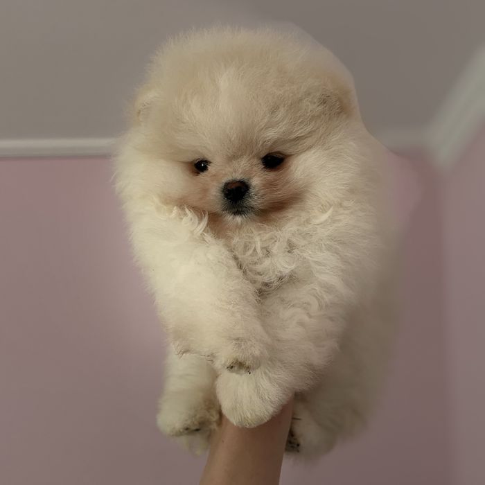 супер ведмедик шоу Классу