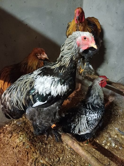 Brahma perdiz azul macho