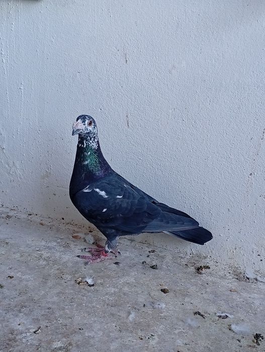 Pombos Correios de Linha Antiga