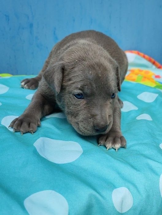 Мальчик американский питбуль терьер