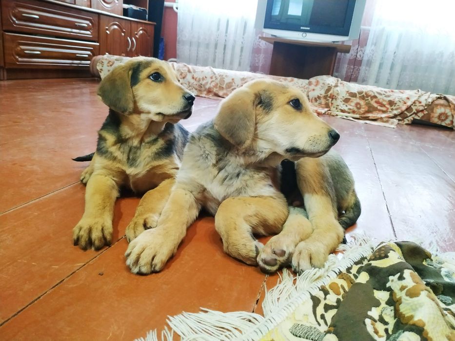 Русская гончая ,Російський гончак