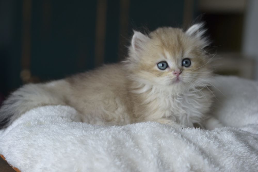 котик золотий британець ніжний малиш