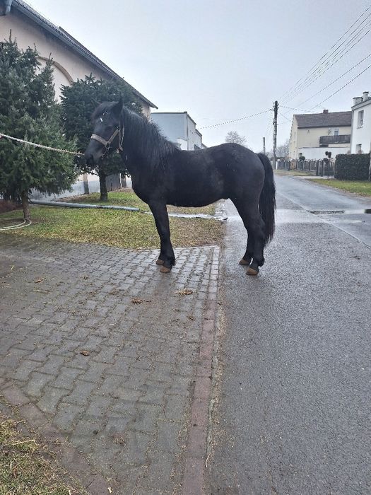 Ogier dwuletni kary