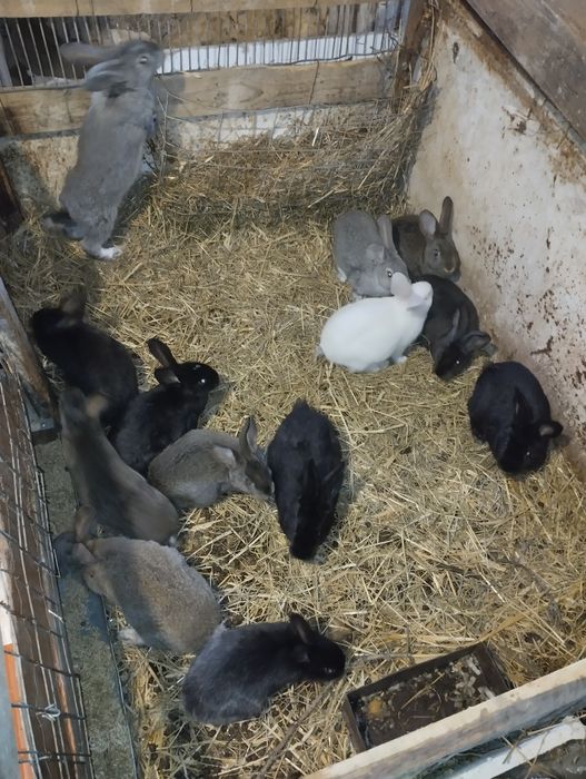 Продам кроликів різних