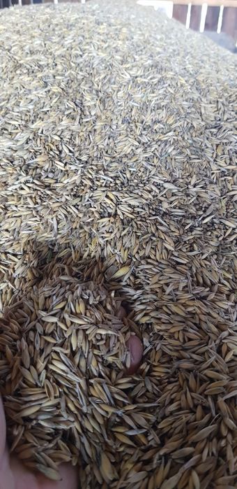 Owies Bingo 2025, Kukurydza 2025