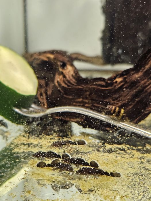 Ancistrus F1 L183 Starlight Pleco