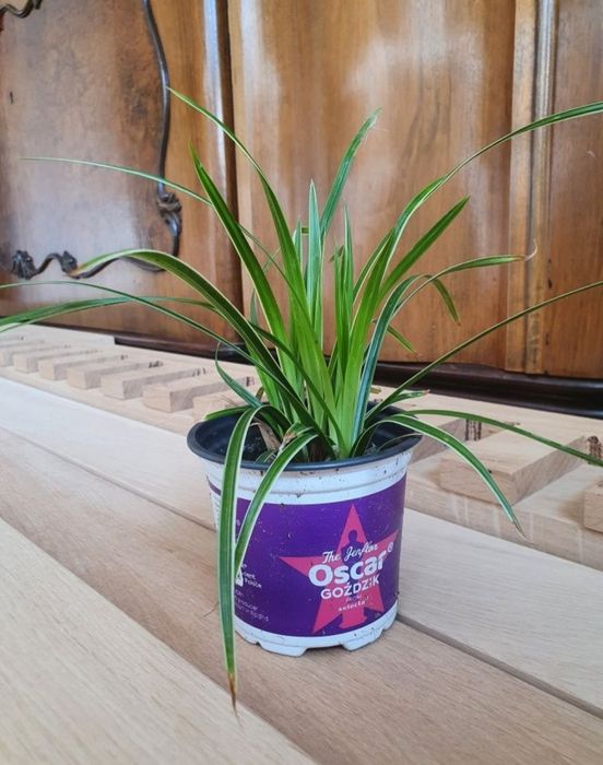 TURZYCA MORROWA ODM. ICE DANCE Carex morrowii Ice Dance Zimozielona