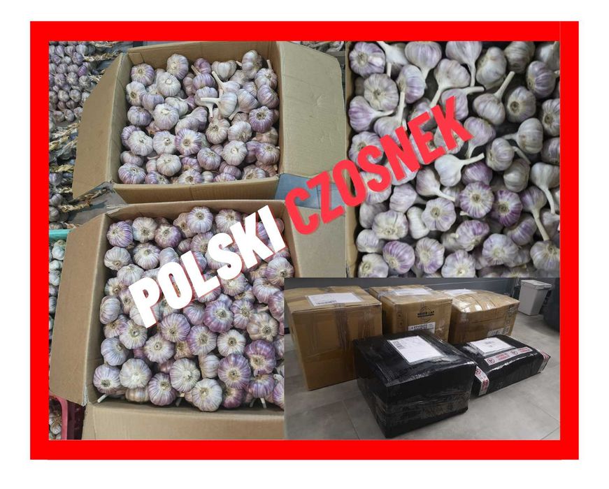 Czosnek HARNAŚ, polski czosnek ! warkocze, pęczki, sztuki, wianki