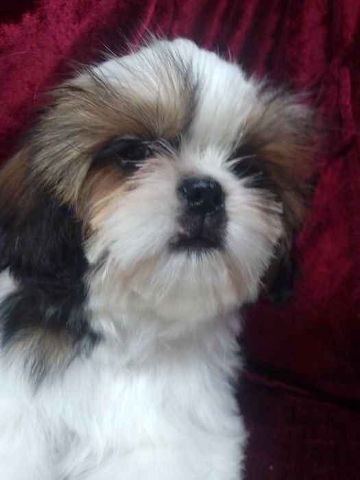 Яскравий хлопчик Ши-тцу