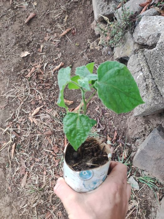 Vendo planta Philasis