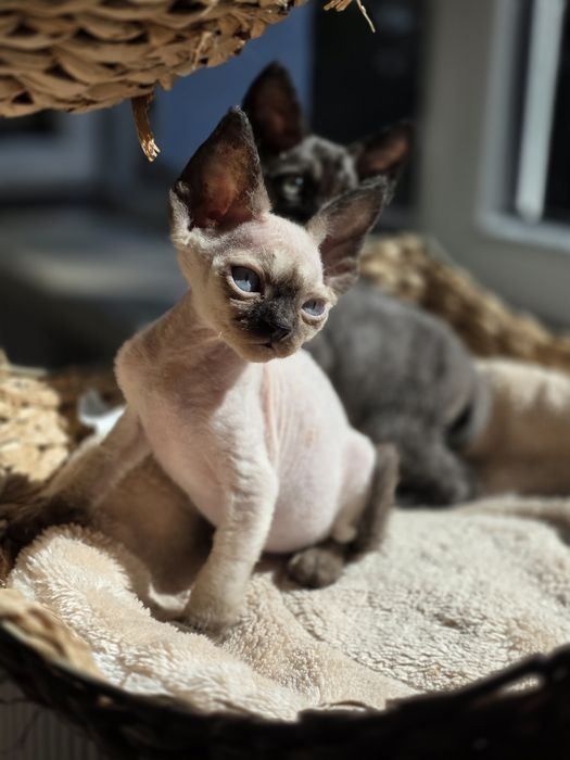 Devon Rex **Kocurek Niebieskoki**Do Rezerwacji