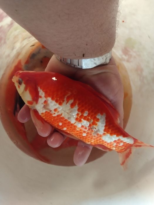 Karaś ozdobny karp koi amur tołpyga lin