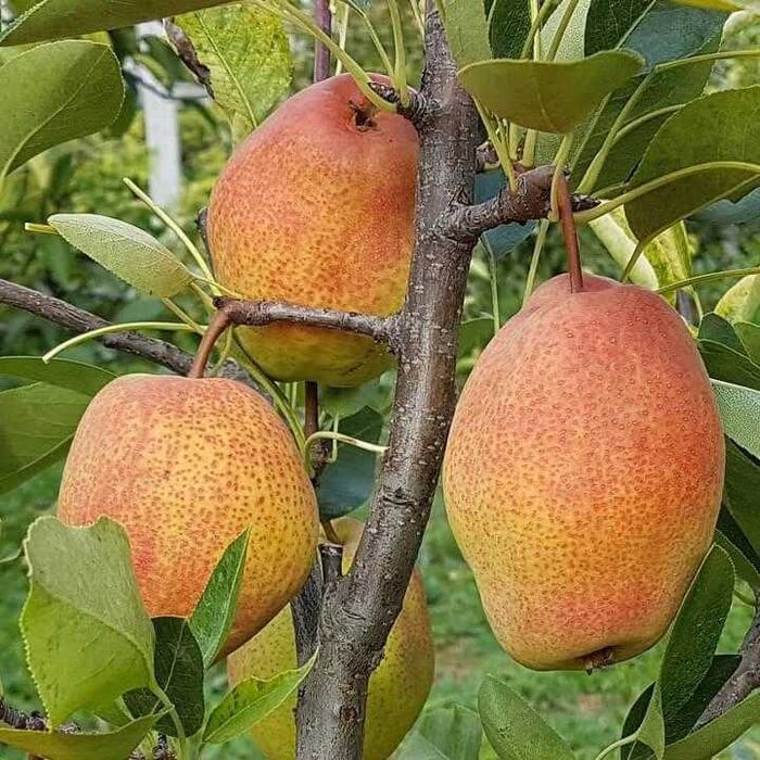 Продам яблука і груші з власного саду