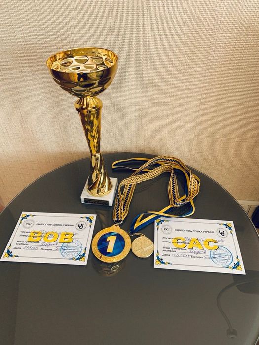 Цуценята Німецького Дратхаара