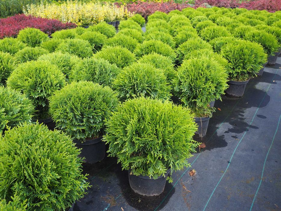 TUJA tuje BRABANT 110-140cm PROMOCJA szkółka Łabiszyn