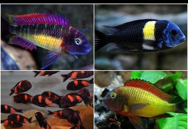 Vendo vários ciclideos africanos Malawi Tanganica e vitória