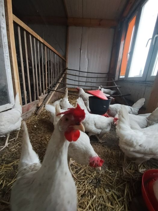 Sprzedam jaja lęgowe rasy Leghorn