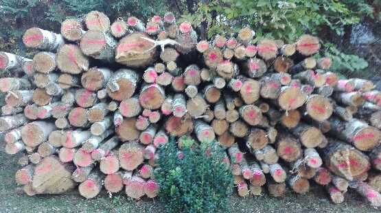 Drzewo opałowe Kobylka!