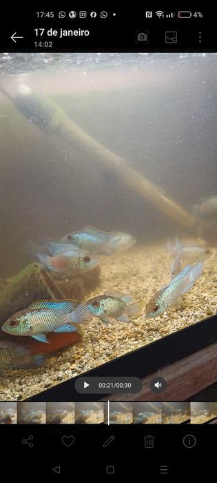 Ciclídeos acará pulcher blue electric